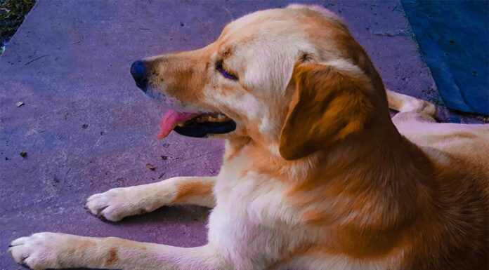 Oblaci su sada moj novi dom Edi Labrador otrovan u Indjiji