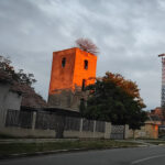 Drvo-na-starom-mlinu