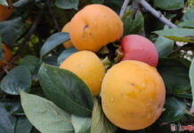 Kaki – Japanska jabuka za imunitet Kaki Japanska jabuka