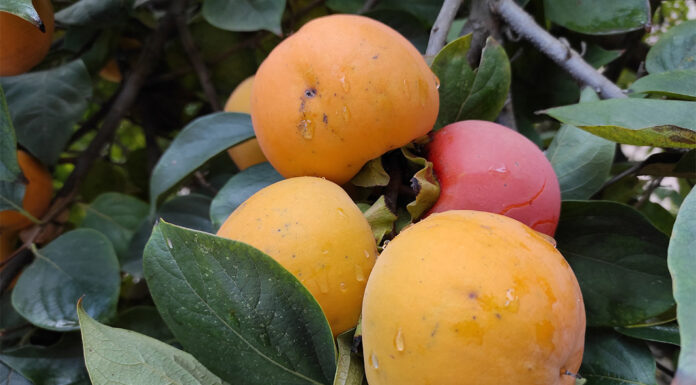 Kaki – Japanska jabuka za imunitet Kaki Japanska jabuka