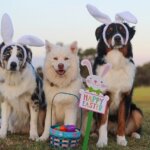 australian-shepherd-2208371_640