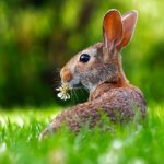 rabbit-1903016_640