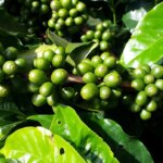 coffee-662737_1280