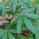 marijuana-3447609_640